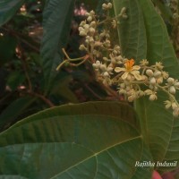 Microcos paniculata L.